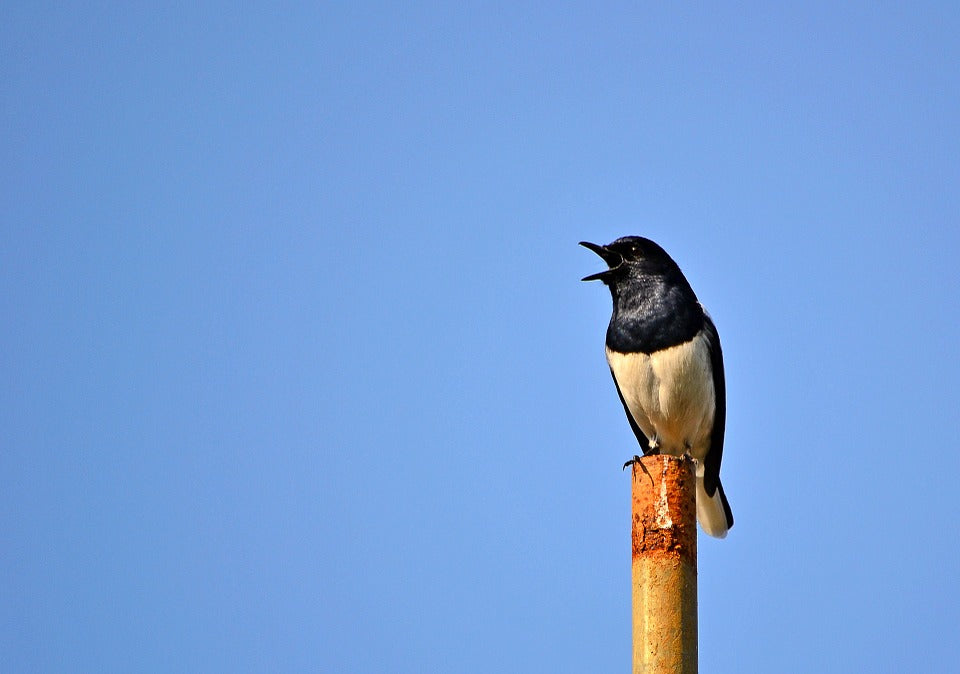 bird-perched-singing