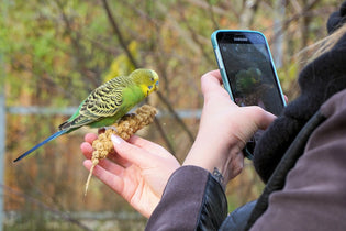  bird-with-smartphone