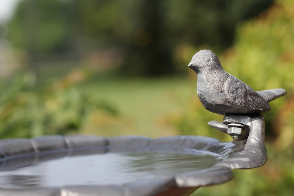 birdbath