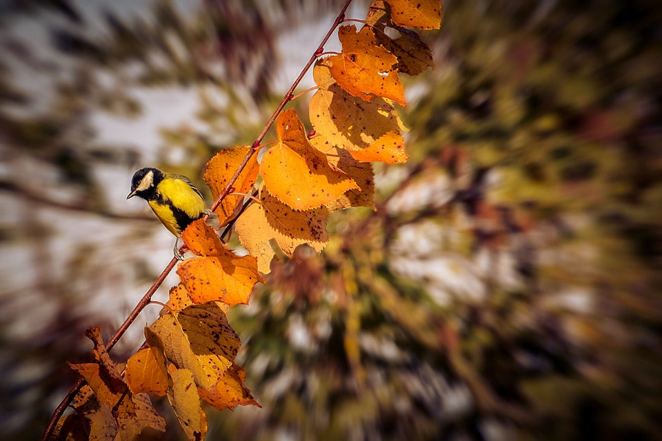 bird-watching-in-fall