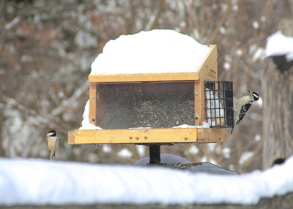 birds-at-platform-feeder-in-winter