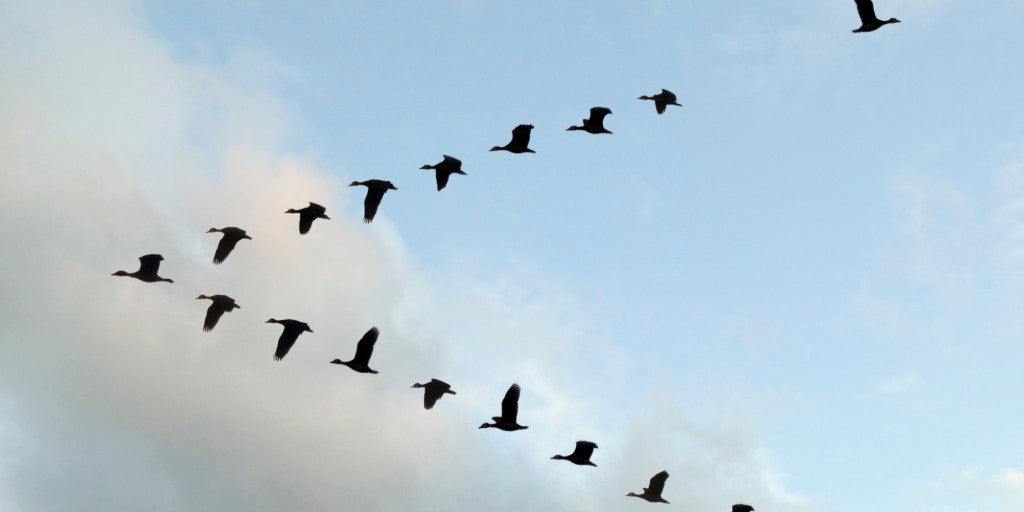 birds-flying-in-v-formation