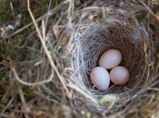  bird-nest-with-3-eggs