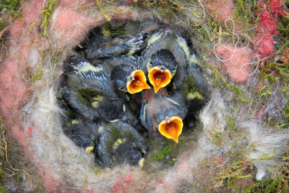 baby-birds-in-nest
