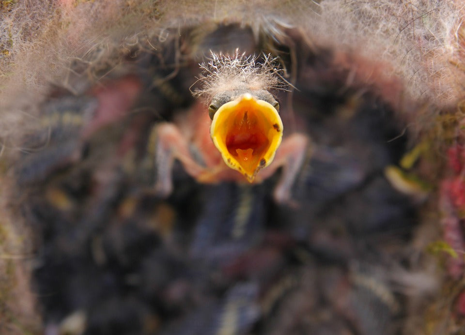 birds-nest-with-baby-birds