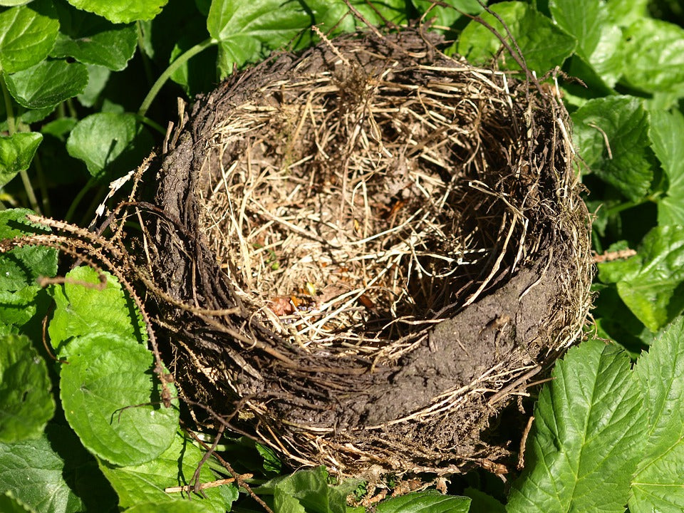 birds-nest