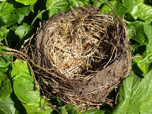  birds-nest