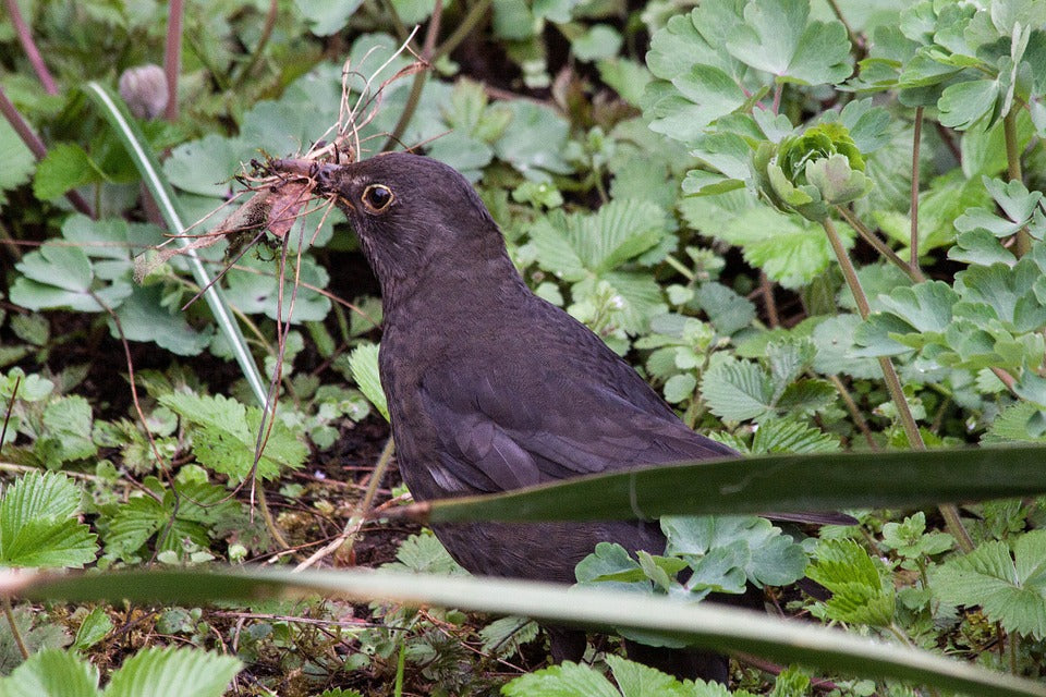 blackbird-building-a-nest