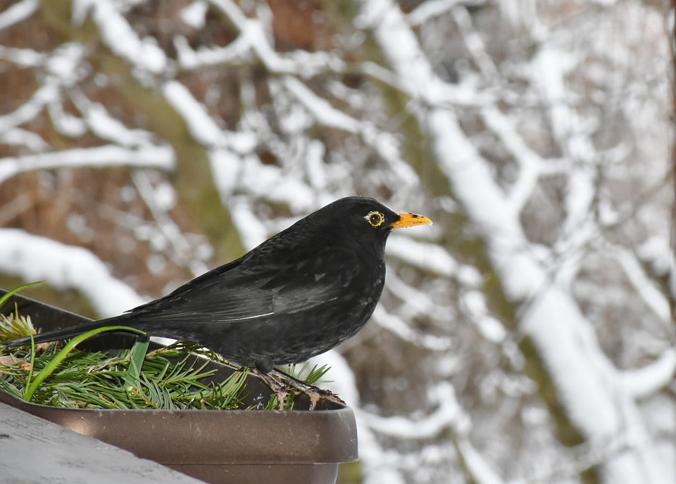 blackbird-in-winter