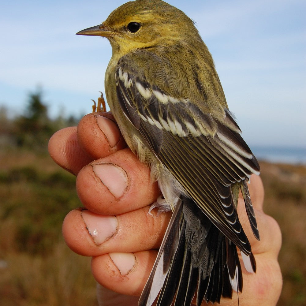 blackpoll-warbler-study