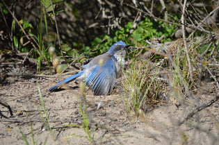  bluejay-anting-on-the-ground