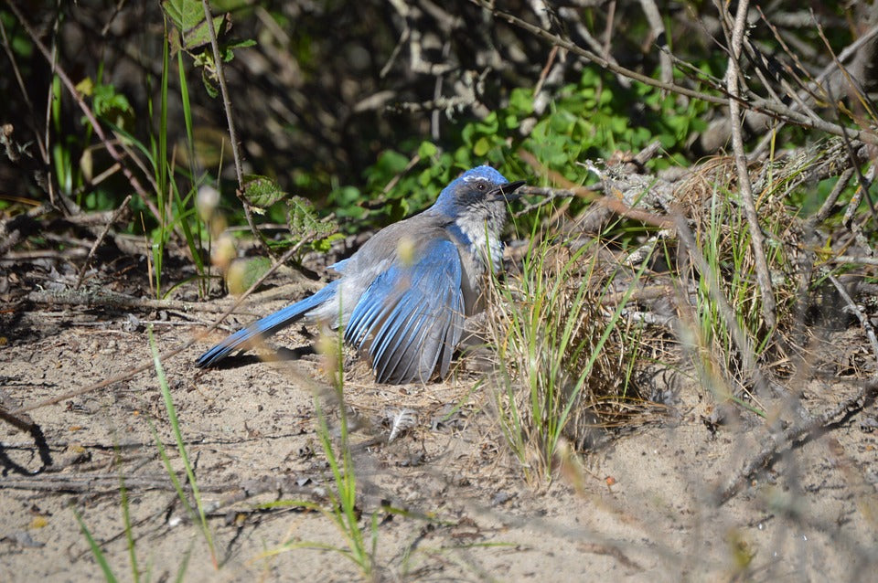 bluejay-anting-on-the-ground