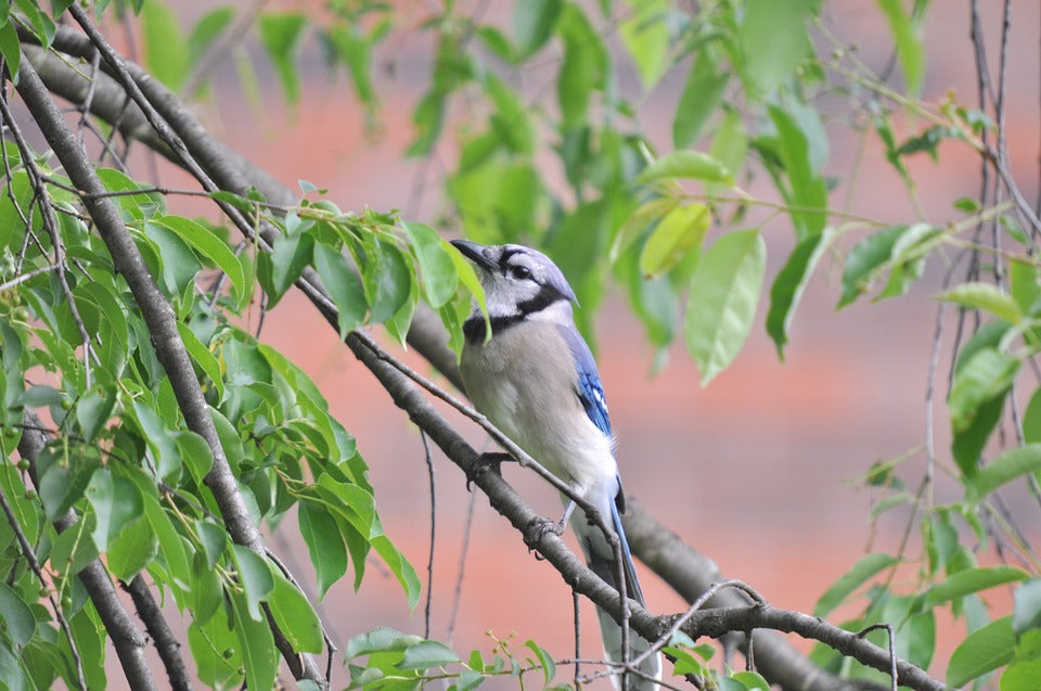 blue-jay