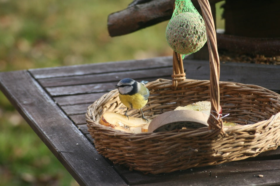 blue-tit-eating-fruit