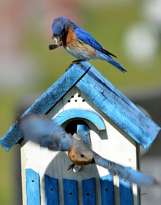 eastern-bluebird-on-bluebird-house