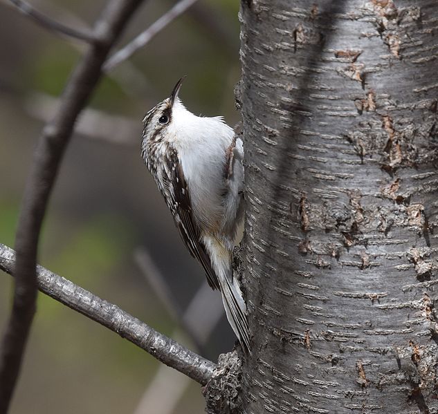 brown-creeper-on-trunk-of-tree