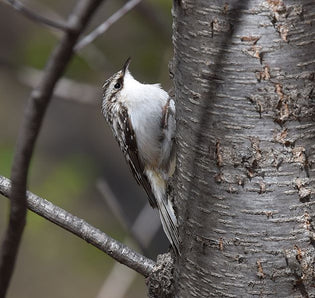  brown-creeper-on-trunk-of-tree