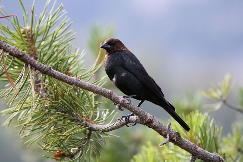 brown-headed-cowbird