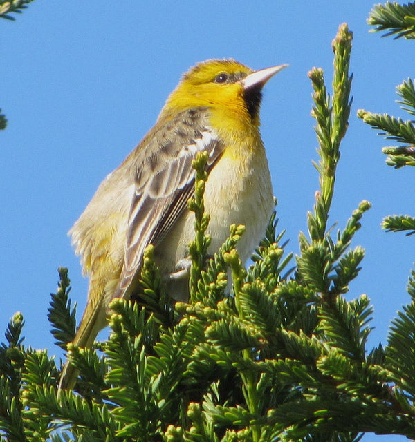 bullocks-oriole-found-in-pakenham