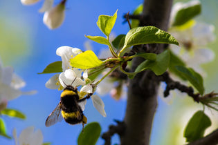  bumble-bee
