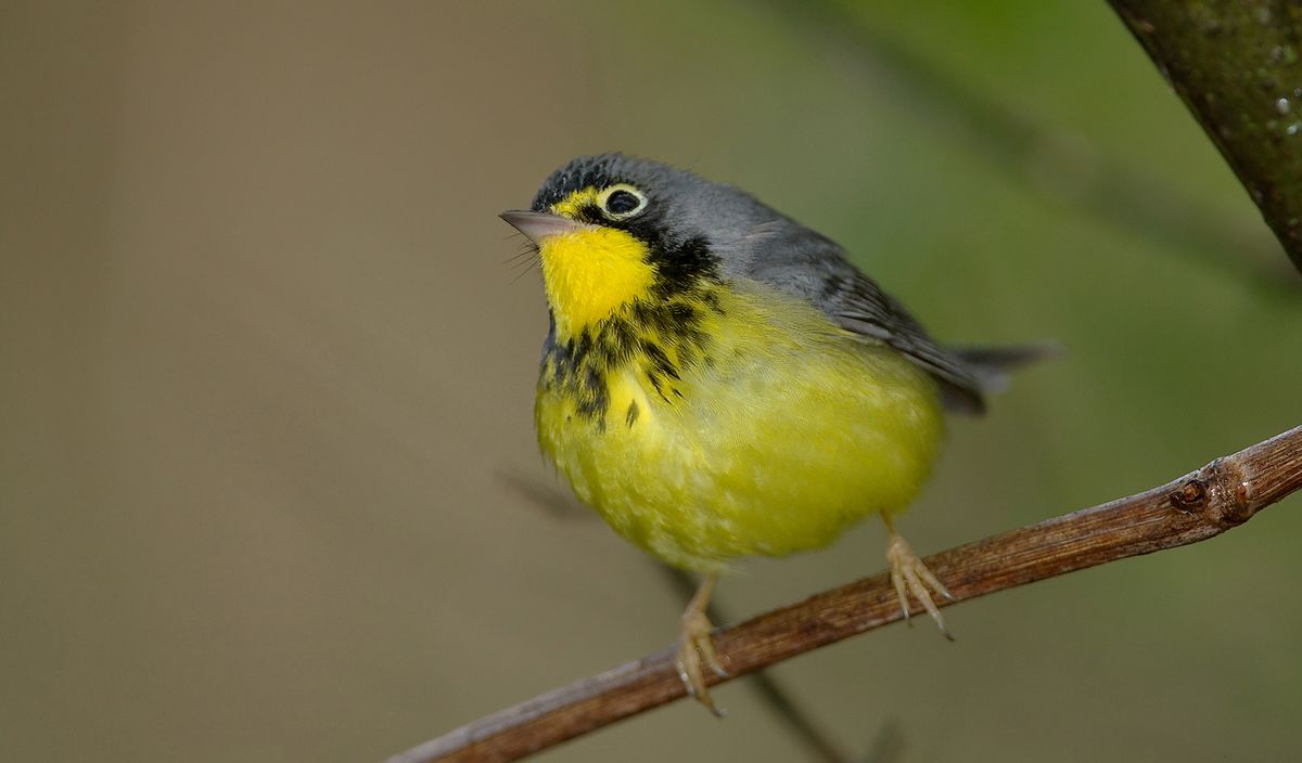 canada-warbler-in-a-tree