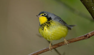  canada-warbler-in-a-tree