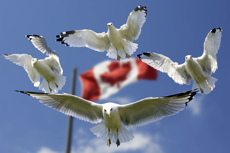Canadian-birds