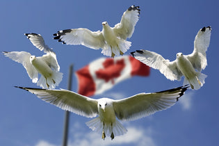  Canadian-birds