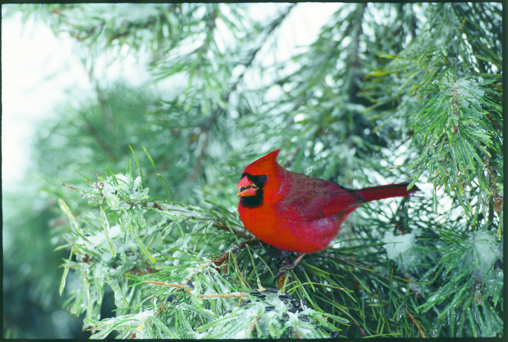 cardinal-in-winter