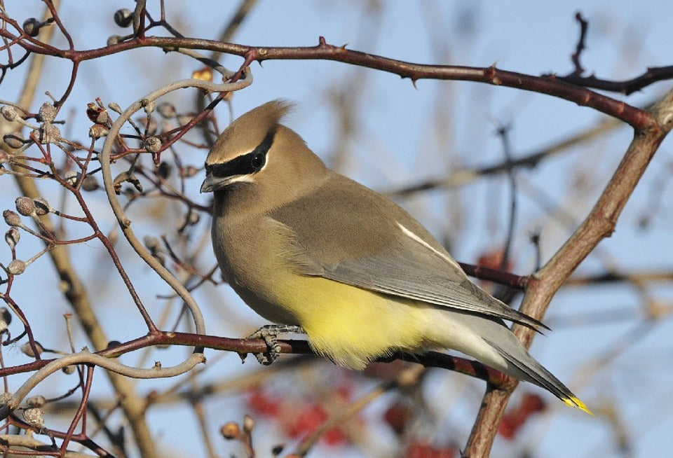 cedar-waxwing