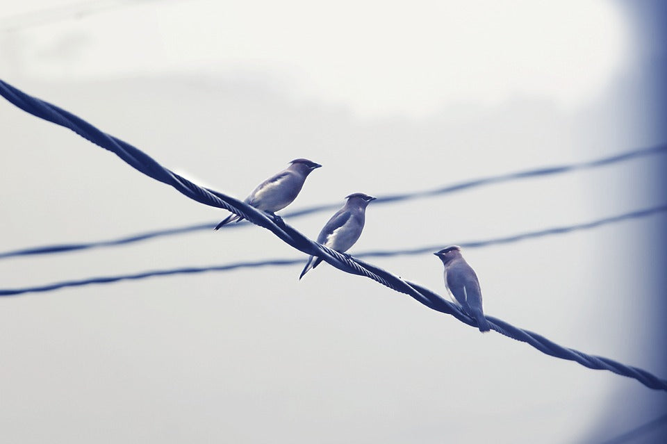 cedar-waxwings-on-a-wire