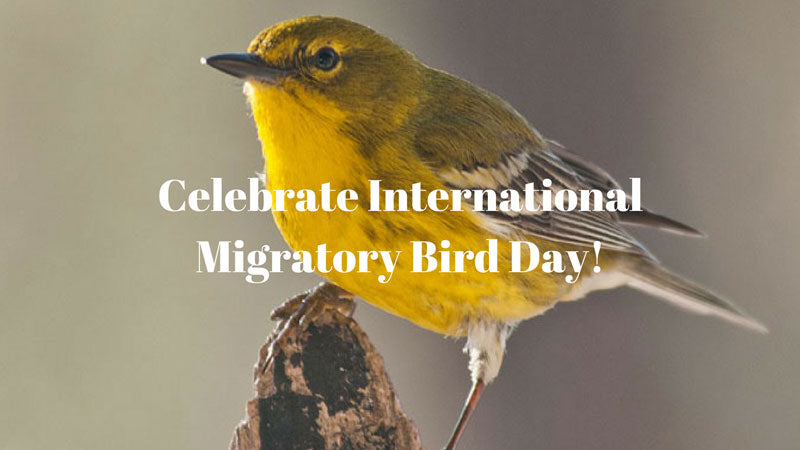 Celebrate International Migratory Bird Day