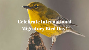  Celebrate International Migratory Bird Day