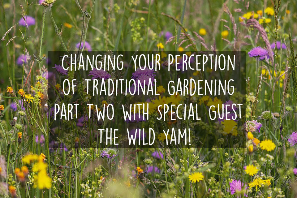 changing-traditional-gardening-with-the-wild-yam