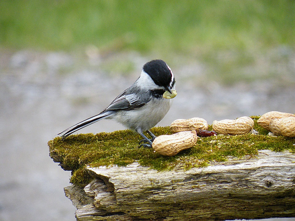 chickadee-eating-peanuts
