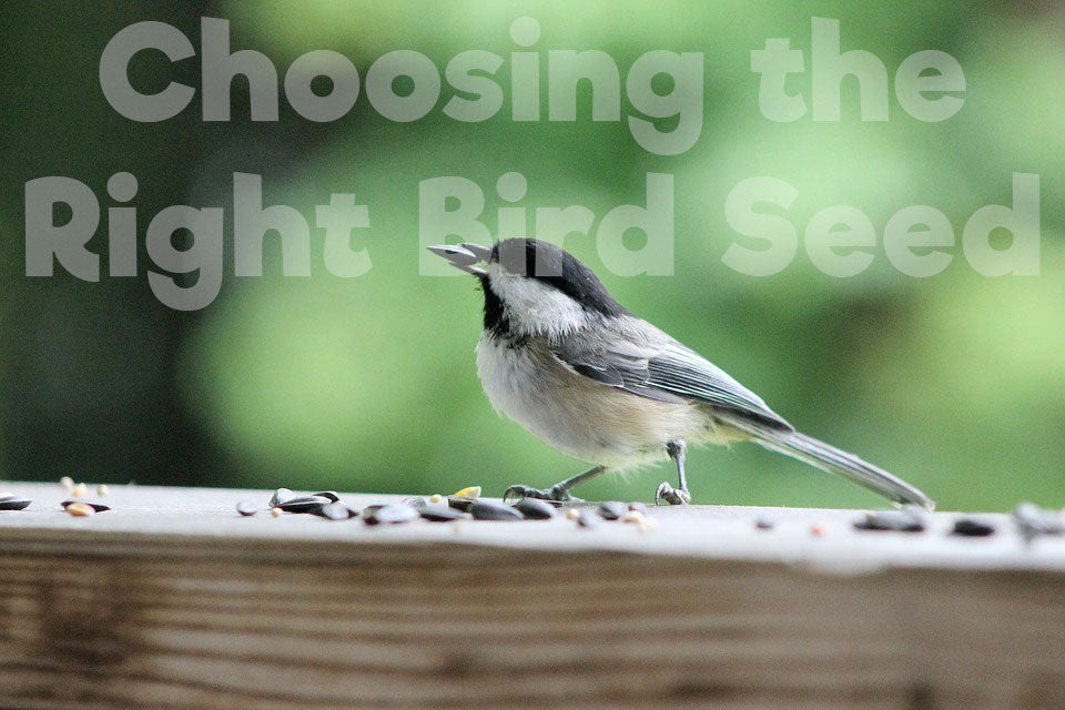 How to Choose the Right Bird Seed