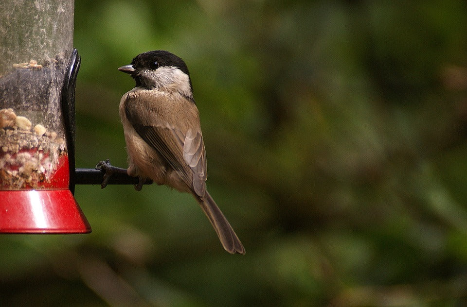 chickadee-eating-from-feeder