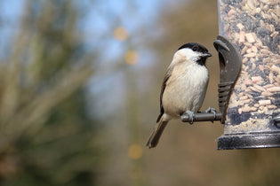  chickadee-on-a-bird-feeder