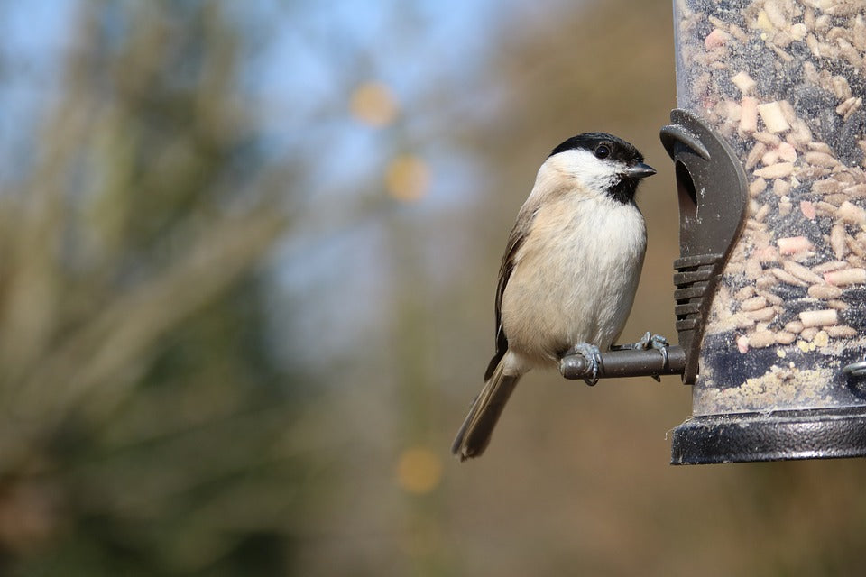 chickadee-on-a-bird-feeder