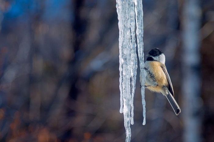 chickadee-on-icicle