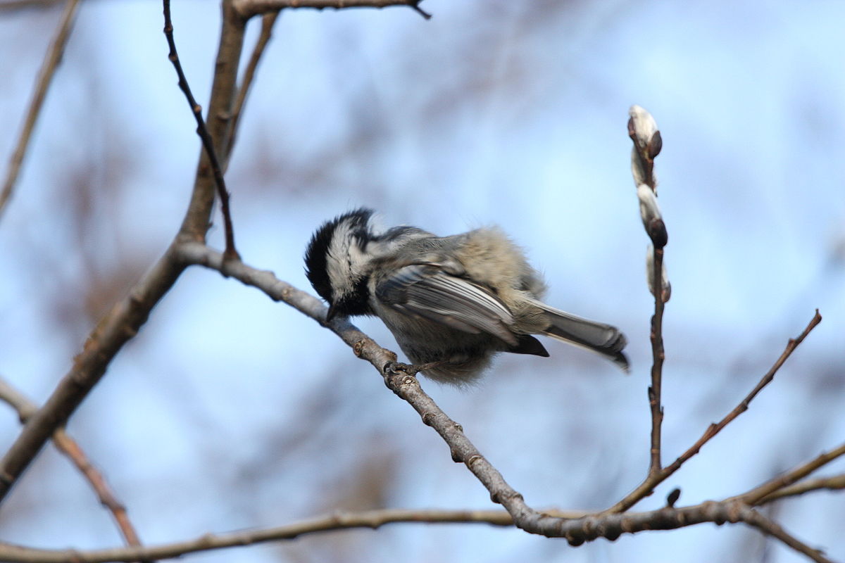 chickadee-preening