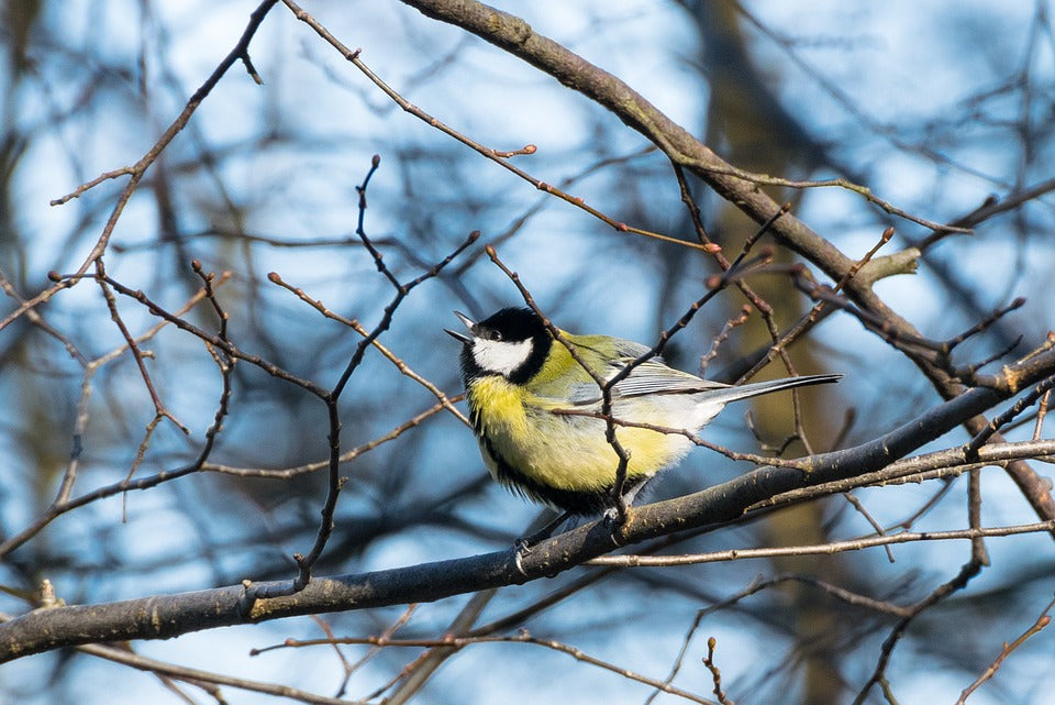 chickadee-singing