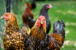  chickens-on-the-farm