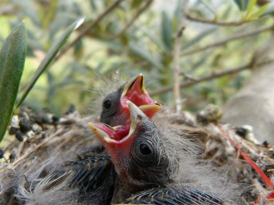 chicks-after-hatching