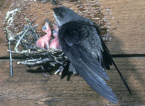 chimney-swift-with-young