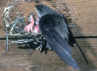  chimney-swift-with-young