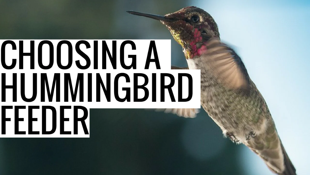 How to Choose a Hummingbird Feeder