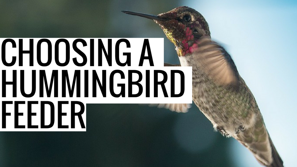 choosing-a-hummingbird-feeder