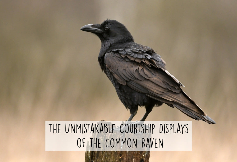 common-raven-courtship-display