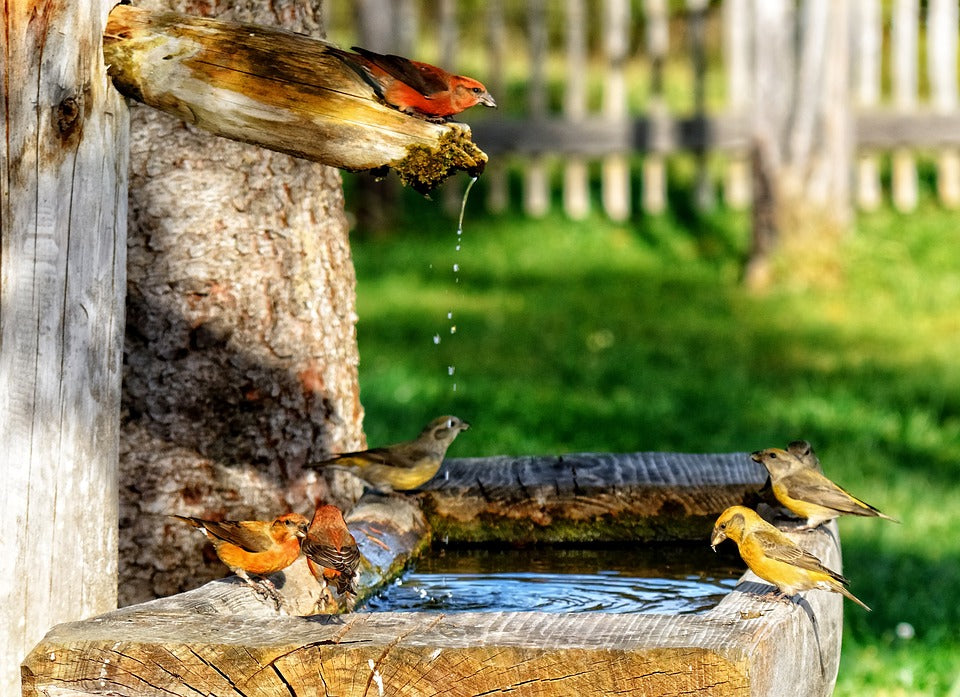 crossbill-finches